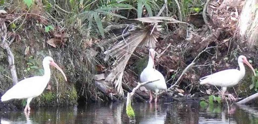 Birds Group