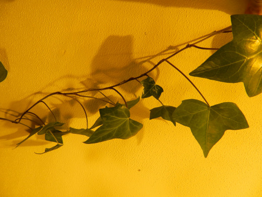 English ivy under a high-pressure sodium grow lamp. 