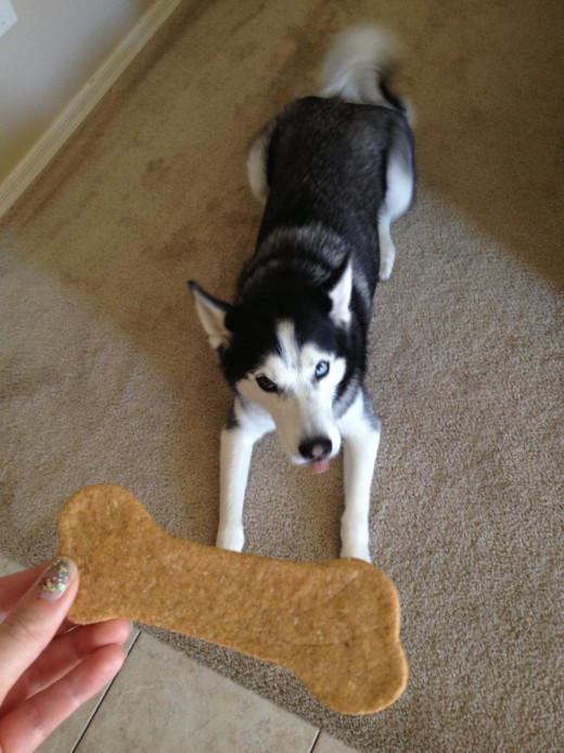 My Husky, Bowie, eager to taste the final product.