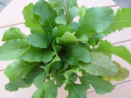 Wasabi Arugula - in a mixed greens salad, it adds zip. By it'self, Wasabi Arugula can be quite hot.