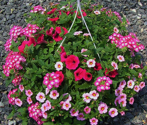 Colorfull Annual Combination Hanging Basket.  Petunia, Verbena and Calibrachoa Mini-Petunia.