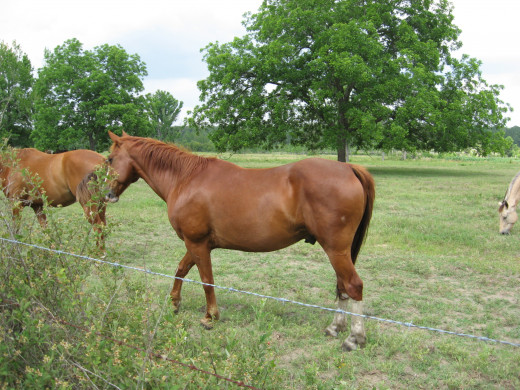 Proper and regular Horse Care is necessary for optimum Horse Health. 