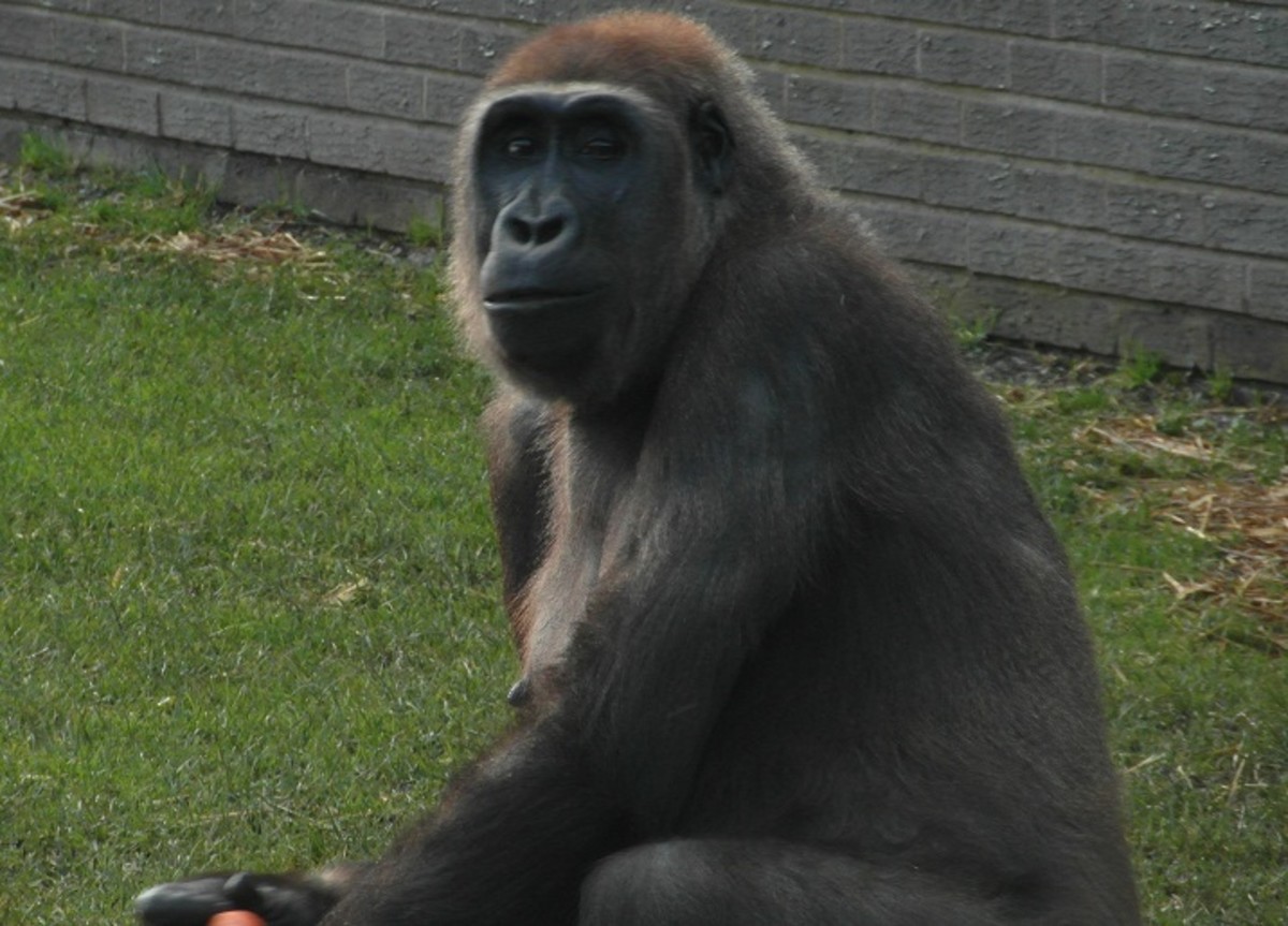 Female gorilla at Blackpool Zoo