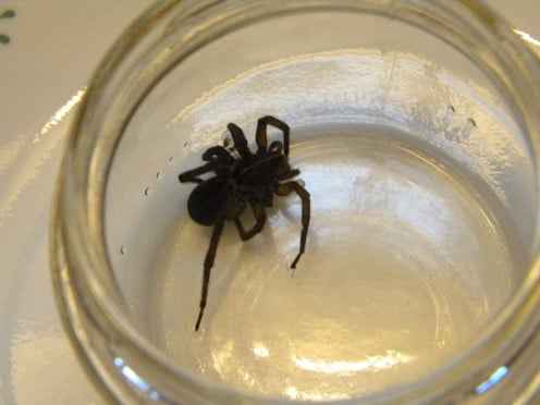 The author trapped this spider in a jar recently, intending to let it die.  However, she began to feel sorry for it and flung it out of the jar into the nearby woods.