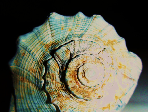 Shells come in a wide array of shapes, sizes, and colors for just about any craft, art, or display design.