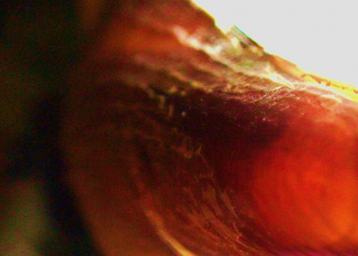 The color of a shell may be the main reason for choosing for any project.