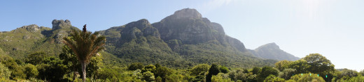 Kirstenbosch Botanical Gardens with table Mountain