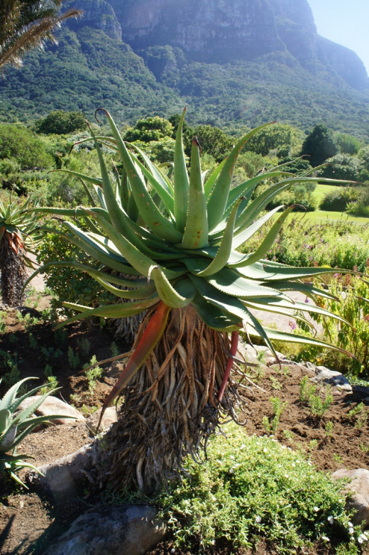 Some of the local Flora
