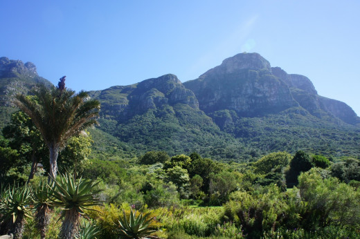Table Mountain from Kirstenbosch