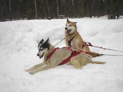 These Alaskan huskies in harness are typical of the size of dogs used today in mushing.