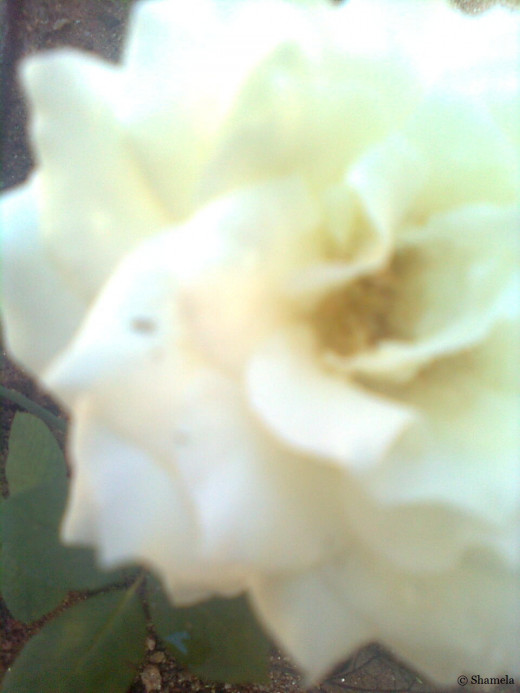 My photo of the left side of a white rose.