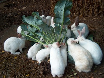 Rabbits eating broccoli which is a recommended diet