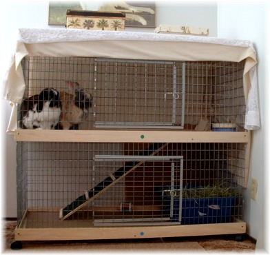 rabbit's cage should also be weather-proof--if not, then perhaps you should place its cage inside your house