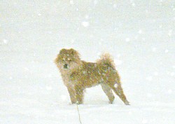 Chessie in her beloved snow with a smile on her face.