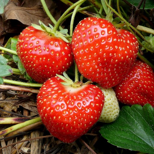 September strawberries