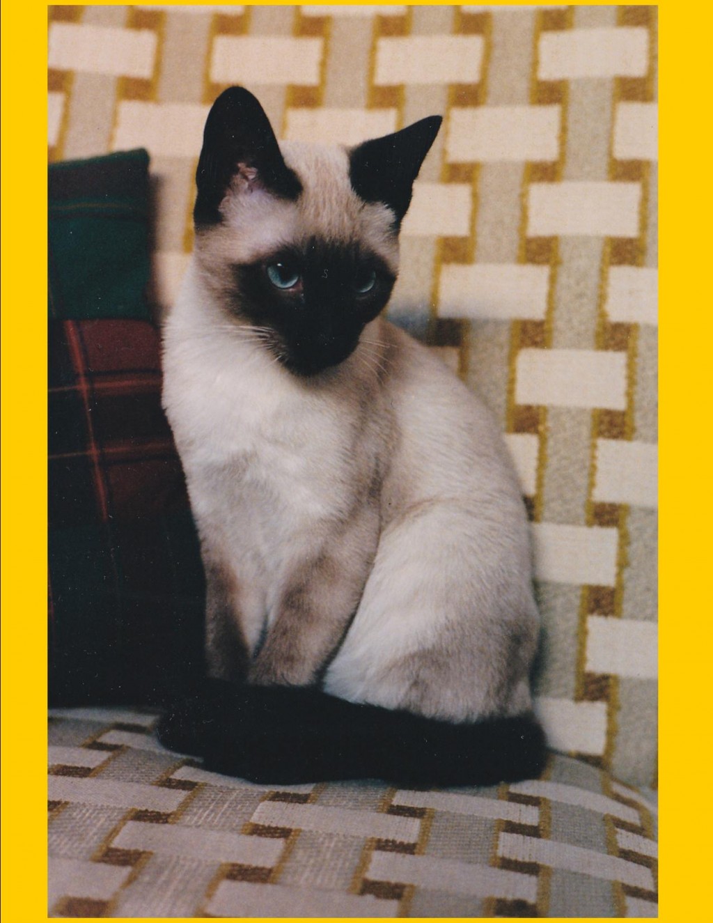 Clipping Cat Claws a Step By Step DIY