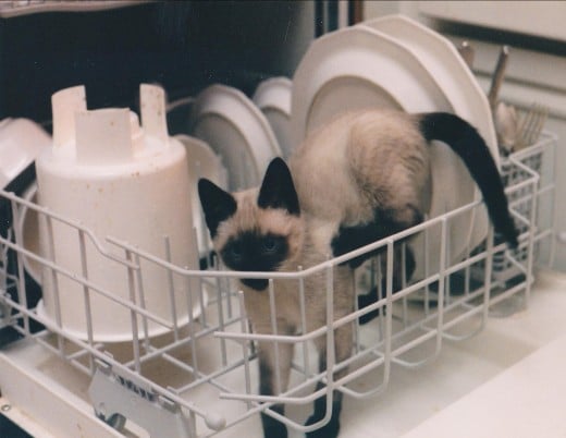 NOT a recommended way to wash your kitty.