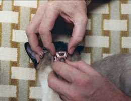 Clipping Cat Claws a Step By Step DIY
