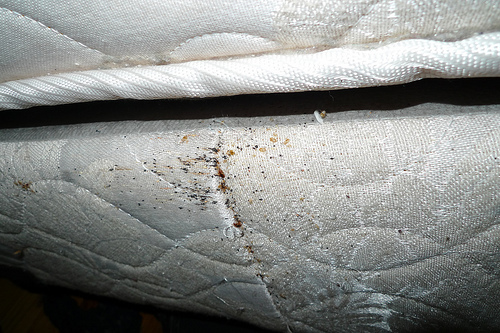 Bed bugs and bed bug mattress stains  - yikes!