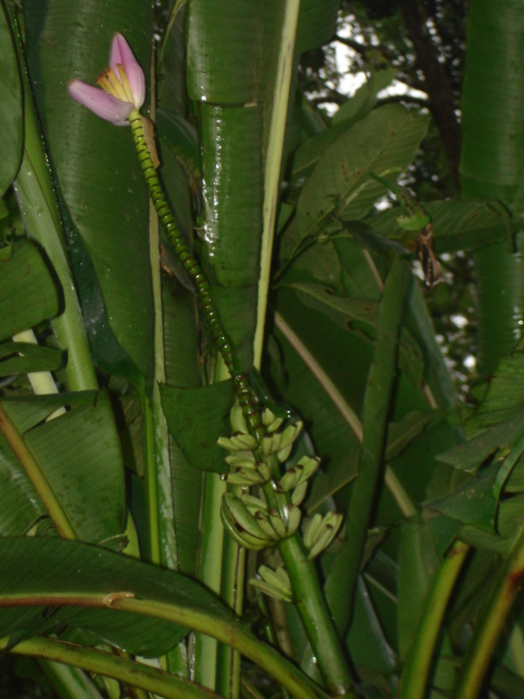 A banana bunch growing upwards
