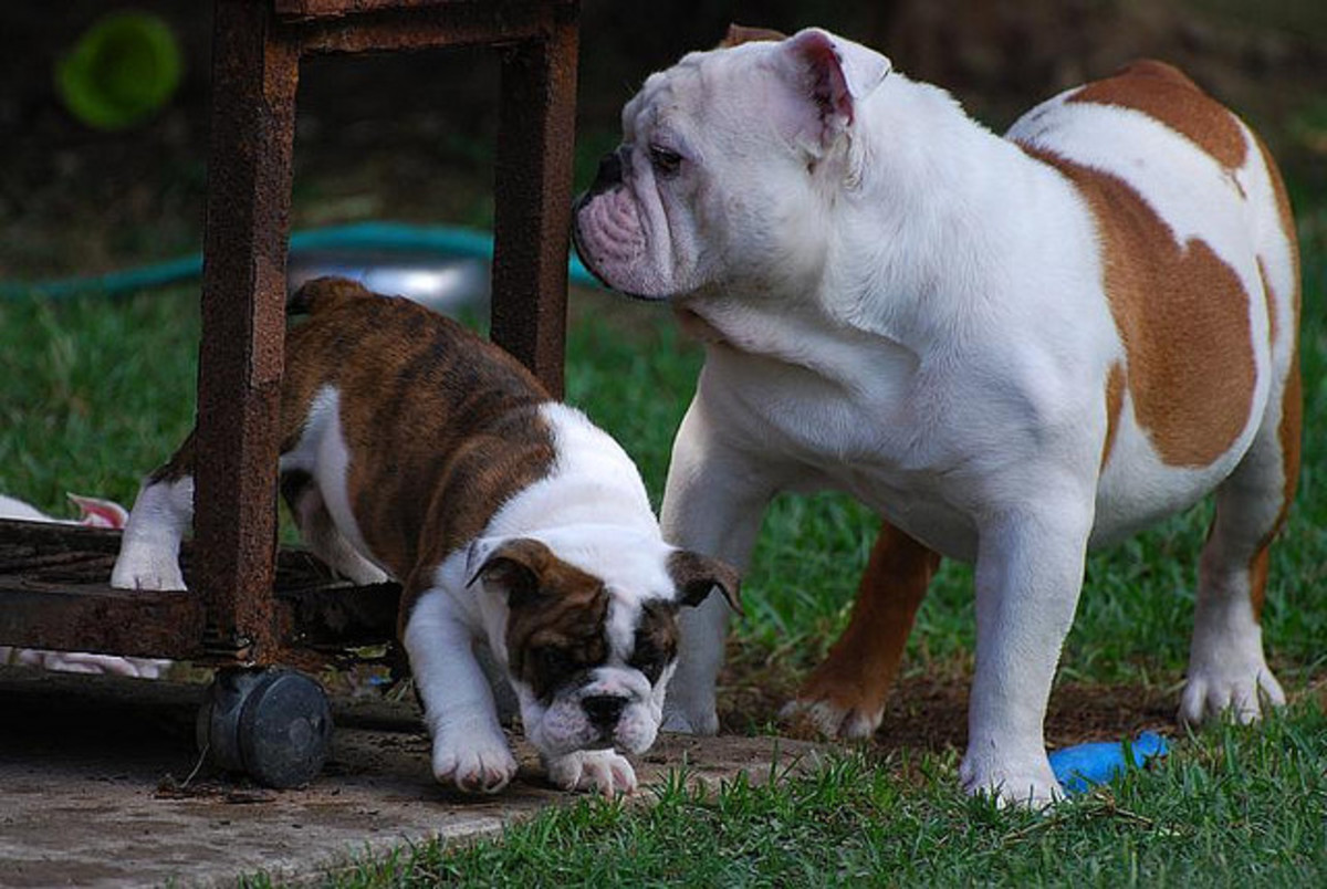 The 5 Most Expensive Dog Breeds PetHelpful