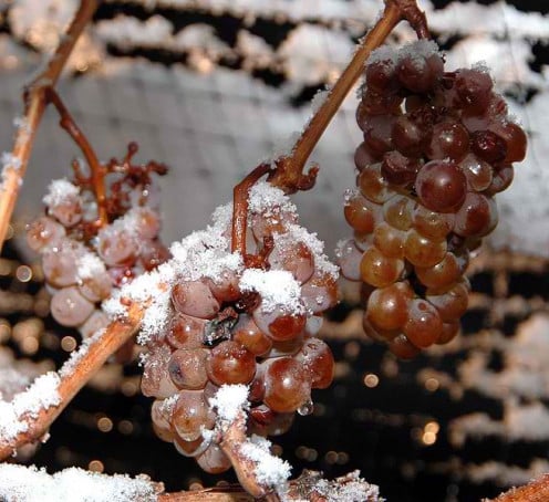 icewine grapes