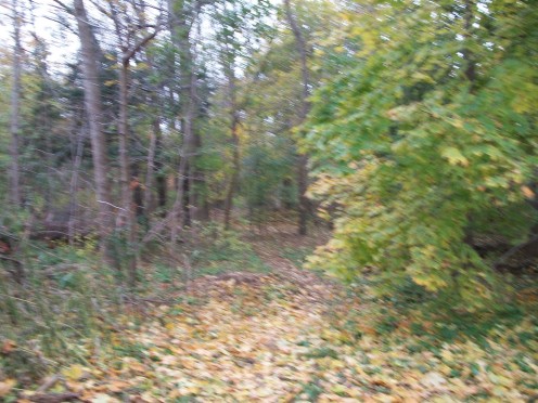 Woodland between the Queensway and Melton Drive, in proximity to Alan Bradley Park, Mississauga