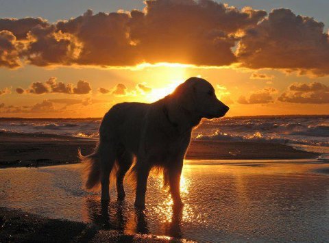 EVEN THE DOG WANTS TO GO HOME