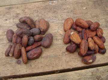 Cacao seeds.