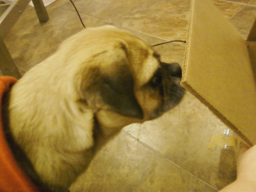 Let the fearful dog come to the new object.