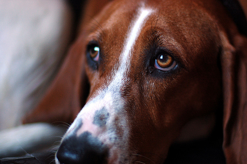 Dogs can be born anxious or become anxious.