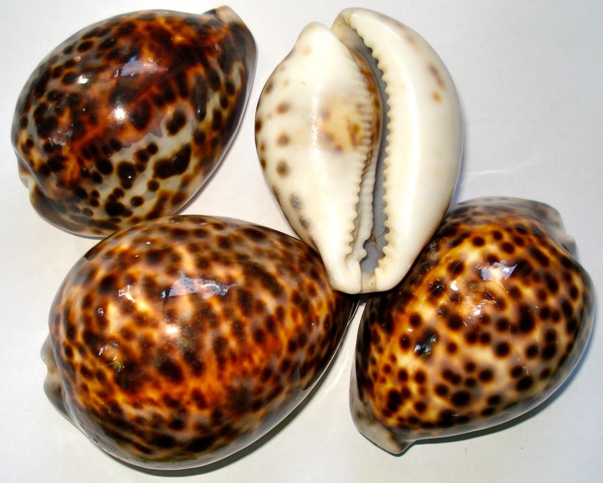 6 Beautiful Lynx Cowrie Cypraea Shells about 1-2/" Beach Crafts Decor Jewelry