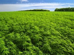 Legalized Marijuana in Washington State Part VI: An Opinion Piece