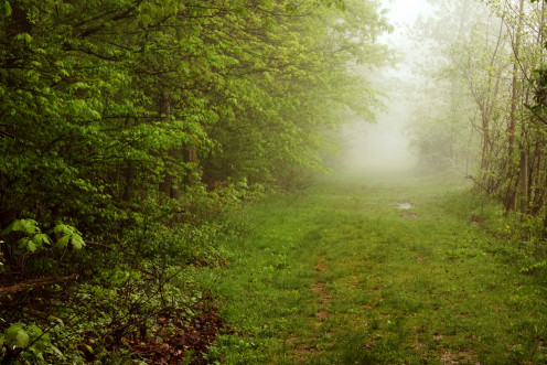 Foggy Trail, Hurdle Waterfowl Park, Ashland County Ohio