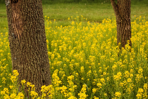 Black Mustard and Trees, Hurdle Waterfowl Park, Ashland County, Ohio