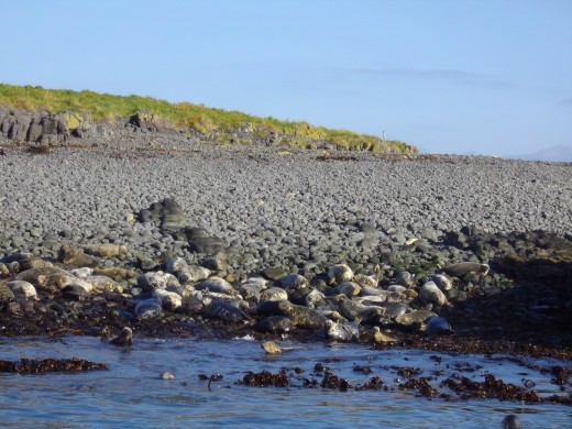 Seals on the Farne Island rocks.