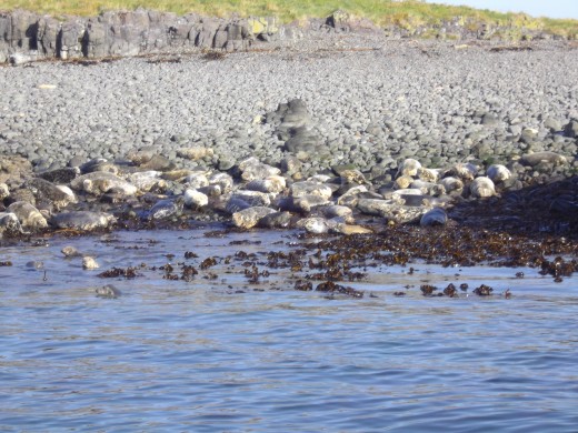 Seals basking in the sunshine in the Farne Islands.