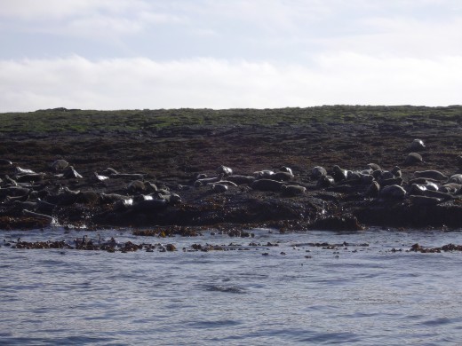 Seals basking on the rocks.