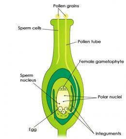 Reproduction in Angiosperms