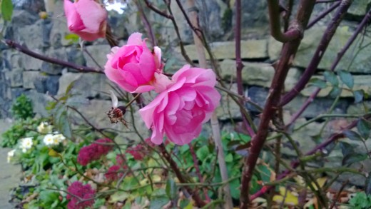 Pink Rose 920