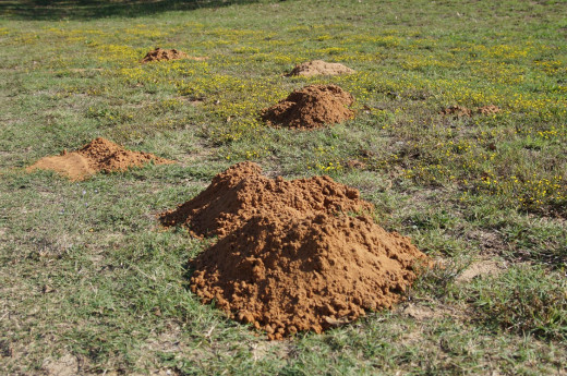 These are gopher hills, note how they are skewed to one side.  Mole hills are more conical and the burrow is right under the peak of the cone.