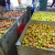 Apples, apples and more apples Apples, apples and more apples