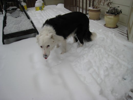 Whisky, the Border Collie, loves the snow!