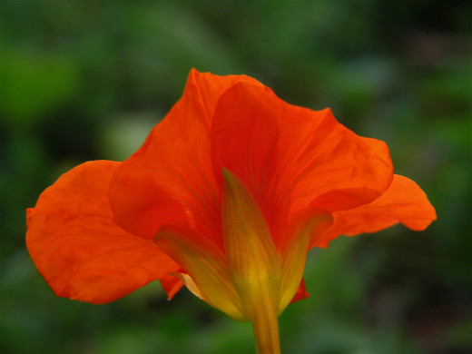 An annual nasturtium flower. You can find them in orange red and yellow, some even have variegated leaves. 