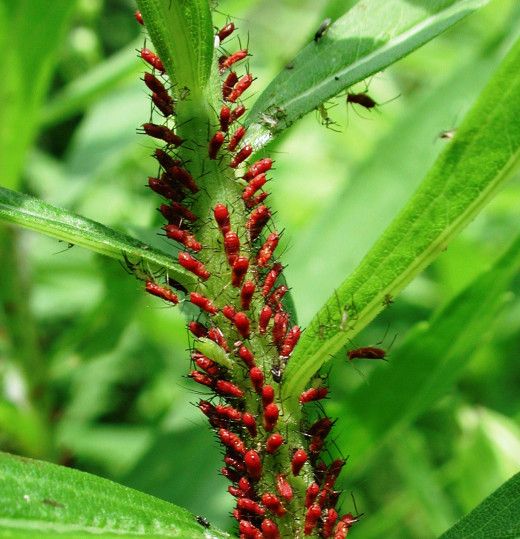Aphids feeding on a plant