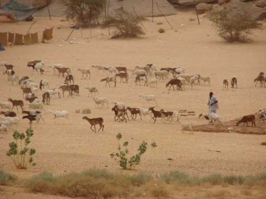 Goat herding amidst the desert scrub