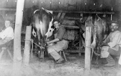 Milking by hand the traditional way