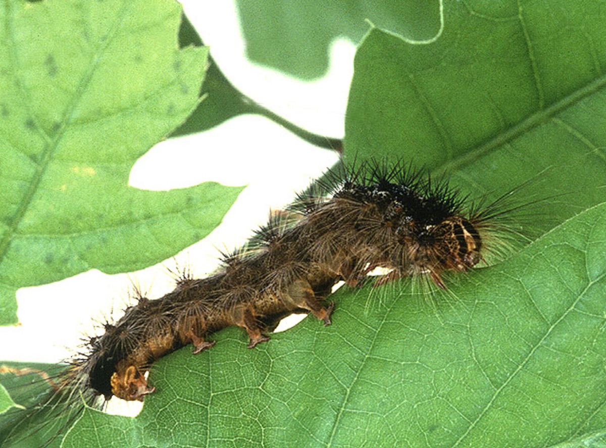 Gypsy moth larvae eating leaves.
