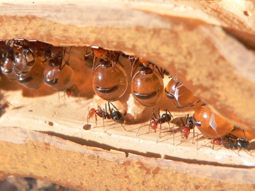 Honey Pot Ants