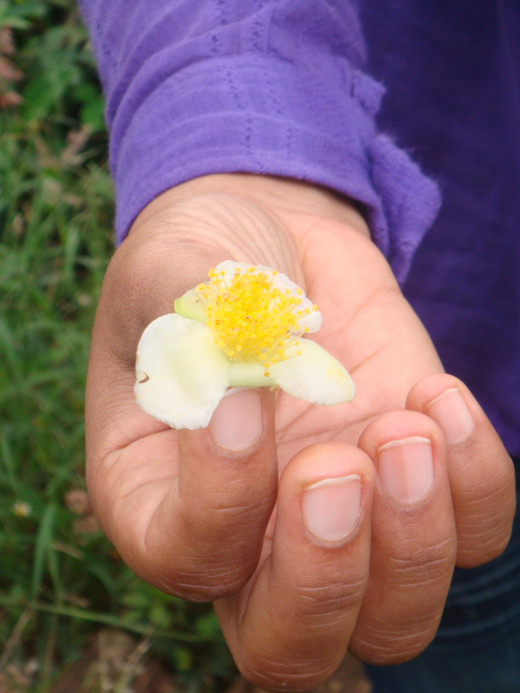 Tea flower